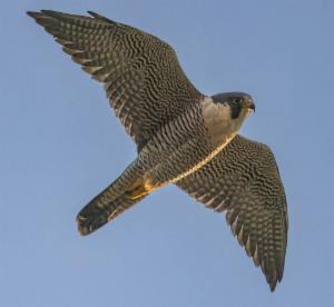 Click to view this image in a large viewer